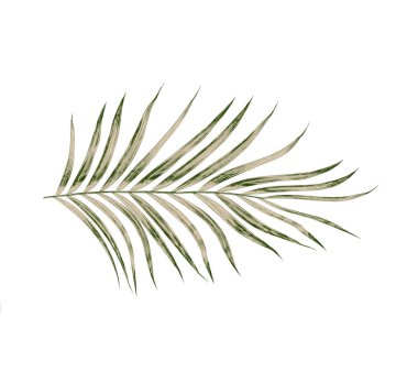 Beyaz arkaplanda izole edilmiş yeşil palmiye yaprakları