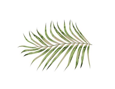 Beyaz arkaplanda izole edilmiş yeşil palmiye yaprakları