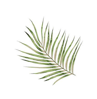 Beyaz arkaplanda izole edilmiş yeşil palmiye yaprakları