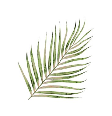 Beyaz arkaplanda izole edilmiş yeşil palmiye yaprakları