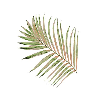 Beyaz arkaplanda izole edilmiş yeşil palmiye yaprakları