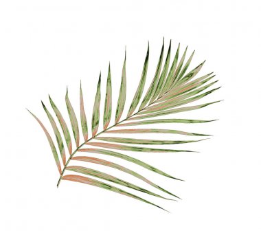 Beyaz arkaplanda izole edilmiş yeşil palmiye yaprakları