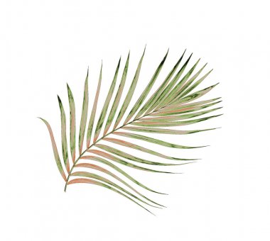 Beyaz arkaplanda izole edilmiş yeşil palmiye yaprakları