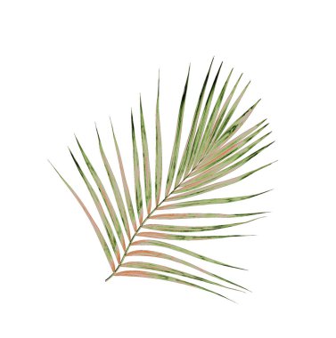 Beyaz arkaplanda izole edilmiş yeşil palmiye yaprakları