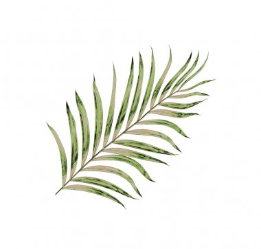 Beyaz arkaplanda izole edilmiş yeşil palmiye yaprakları