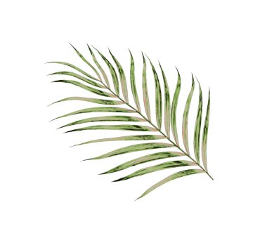 Beyaz arkaplanda izole edilmiş yeşil palmiye yaprakları