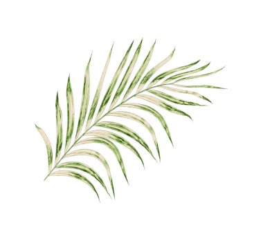 Beyaz arkaplanda izole edilmiş yeşil palmiye yaprakları