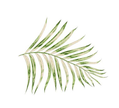 Beyaz arkaplanda izole edilmiş yeşil palmiye yaprakları