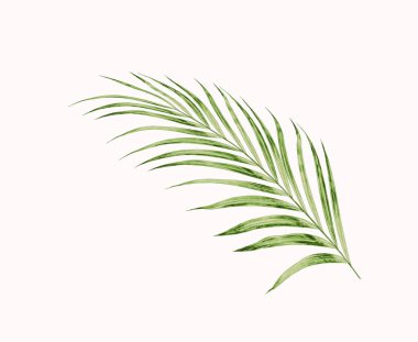 Beyaz arkaplanda izole edilmiş yeşil palmiye yaprakları