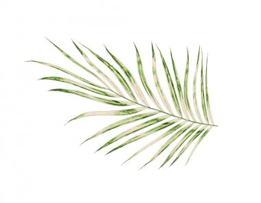 Beyaz arkaplanda izole edilmiş yeşil palmiye yaprakları