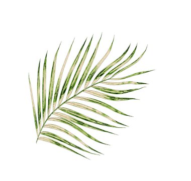 Beyaz arkaplanda izole edilmiş yeşil palmiye yaprakları