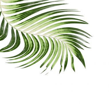 Beyaz arkaplanda palmiye yaprakları
