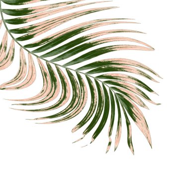 Beyaz arkaplanda palmiye yaprakları