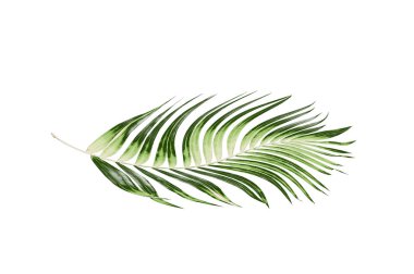 Beyaz arkaplanda palmiye yaprakları