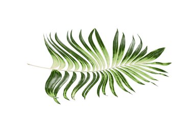 Beyaz arkaplanda palmiye yaprakları