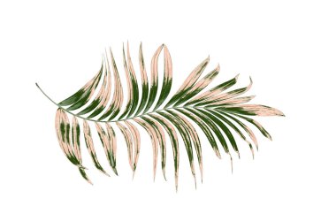 Beyaz arkaplanda palmiye yaprakları