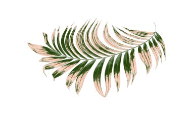 Beyaz arkaplanda palmiye yaprakları