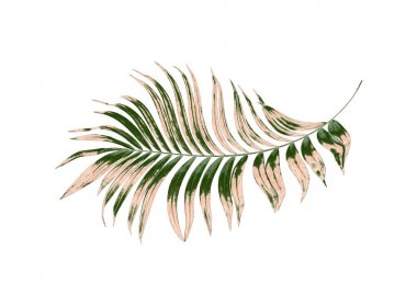 Beyaz arkaplanda palmiye yaprakları