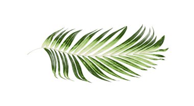 Beyaz arkaplanda palmiye yaprakları