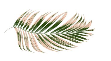 Beyaz arkaplanda palmiye yaprakları
