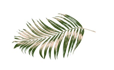 Beyaz arkaplanda palmiye yaprakları