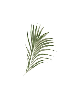 Beyaz arkaplanda izole edilmiş yeşil palmiye yaprağı
