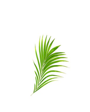 Green leaf of palm tree isolated on white background clipart