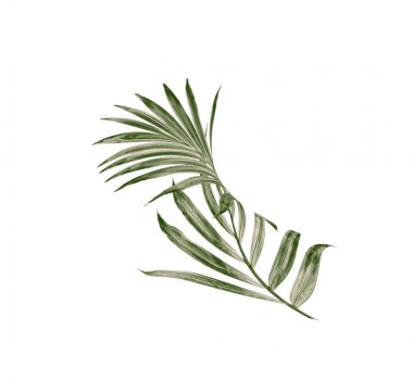 Beyaz arkaplanda izole edilmiş yeşil palmiye yaprağı