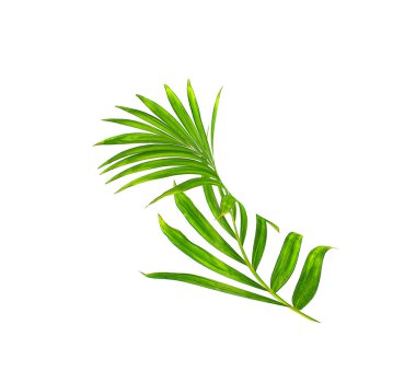 Beyaz arkaplanda izole edilmiş yeşil palmiye yaprağı