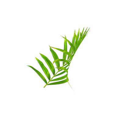 Beyaz arkaplanda yeşil palmiye yaprağı