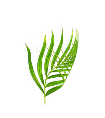 Beyaz arkaplanda izole edilmiş yeşil palmiye yaprağı