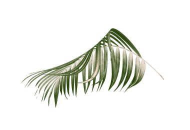 Beyaz arkaplanda yeşil palmiye yaprağı