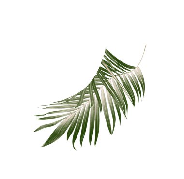 Beyaz arkaplanda yeşil palmiye yaprağı