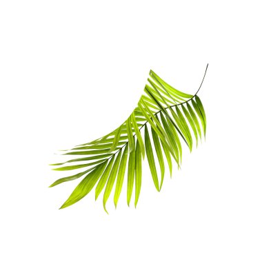 Beyaz arkaplanda yeşil palmiye yaprağı
