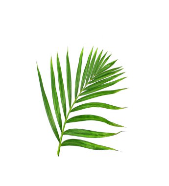Beyaz arkaplanda yeşil palmiye yaprakları