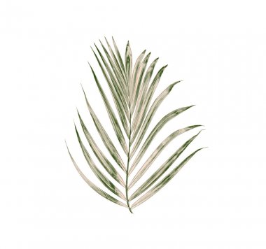 Beyaz arkaplanda yeşil palmiye yaprakları