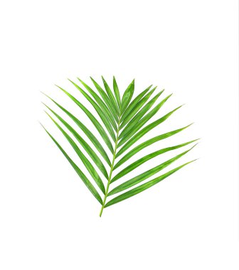 Beyaz arkaplanda yeşil palmiye yaprağı