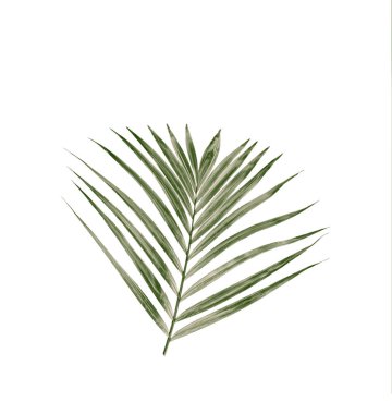 Beyaz arkaplanda yeşil palmiye yaprağı
