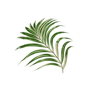 Beyaz arkaplanda yeşil palmiye yaprakları