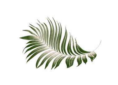 Beyaz arkaplanda yeşil palmiye yaprakları