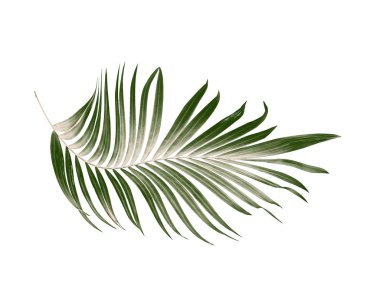 Beyaz arkaplanda yeşil palmiye yaprakları