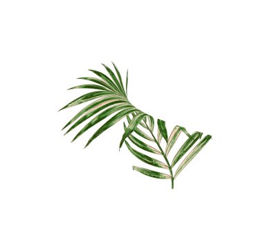 Beyaz arkaplanda yeşil palmiye yaprakları
