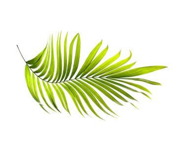 Beyaz arkaplanda yeşil palmiye yaprakları