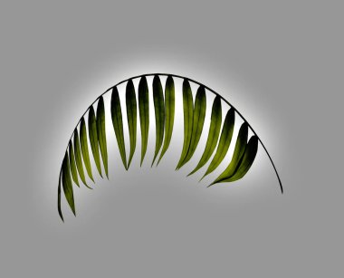 Beyaz arkaplanda yeşil palmiye yaprağı