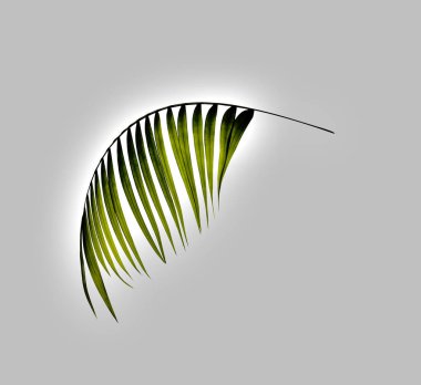 Beyaz arkaplanda yeşil palmiye yaprağı