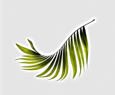 Beyaz arkaplanda yeşil palmiye yaprağı