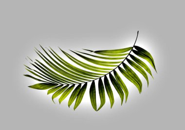 Beyaz arkaplanda yeşil palmiye yaprağı