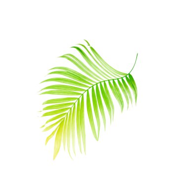 Beyaz arkaplanda yeşil palmiye yaprağı