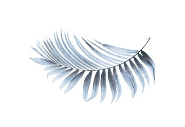 Beyaz arkaplanda palmiye yaprağı