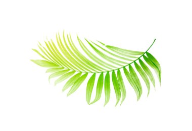Beyaz arkaplanda yeşil palmiye yaprağı
